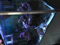 Reef aquarium 100 gallon marine aquarium plus 20 gallon sump