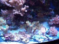 soft coral frags