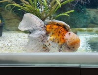Oranda Goldfish for rehoming