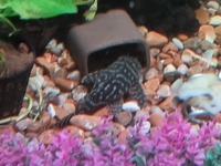 L333 pleco for sale