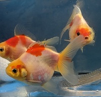 Oranda fancy goldfish