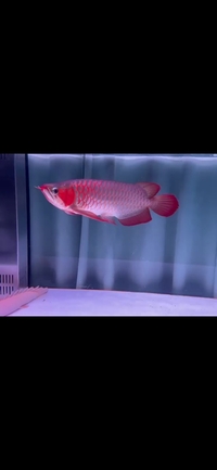 Super red Arowana