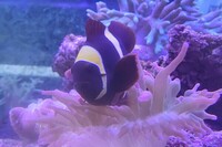 Maroon Clownfish For Sale