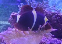 Maroon Clownfish For Sale