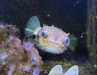 Porcupine Pufferfish For Sale