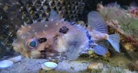 Porcupine Pufferfish For Sale
