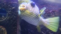 Stars And Stripes Pufferfish For Sale