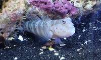 Pink Spot Watchman Goby For Sale