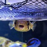 Marine Porcupine puffer for rehoming
