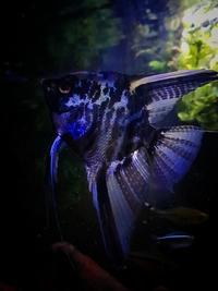 Tropical fish rehoming and collection services