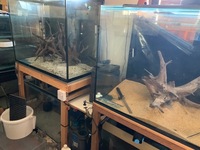 Whole Fish House Shutdown - Crawley (West Sussex)