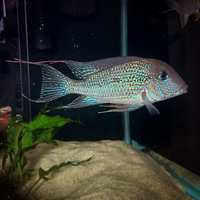 Geophagus Mirabilis juveniles