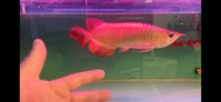 PLANET AROWANA STOCKLIST 2024