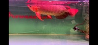 PLANET AROWANA SPECIAL SPRING SALE UP TO 30% OFF ON SELECTED STOCK