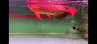 PLANET AROWANA STOCKLIST 2024