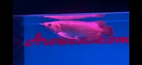 PLANET AROWANA STOCKLIST 2024