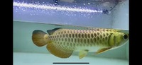 PLANET AROWANA STOCKLIST 2024