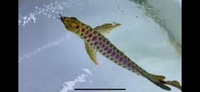 PLANET AROWANA SPECIAL SPRING SALE UP TO 30% OFF ON SELECTED STOCK