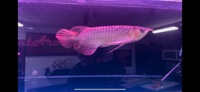 PLANET AROWANA STOCKLIST 2024