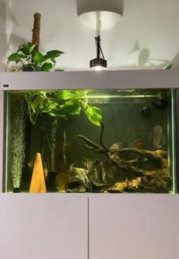 Kessil A360x Tuna Sun - Freshwater Aquarium Light