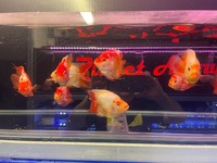 RARE KOHAKU PARROT FISH HYBRIDS