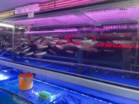 Large Stocks Of Silver Arowana & Albino Silver Arowana