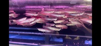 Large Stocks Of Silver Arowana & Albino Silver Arowana