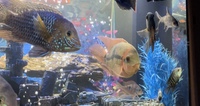 Cichlids and others