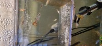 Guppies for sale, £5