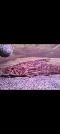 Wolf fish 30cm