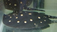 Wanted Classic Leopoldi Stingrays
