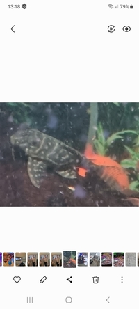 L 333 pleco for sale