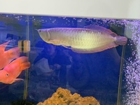 Silver with a hint of red 15inch AROWANA and 2x Orange PARROT FISH 6inchs
