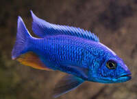 Scianochromis Fryeri Jalo reef. XL Premium . Fully grown males, superb electric blue colours.