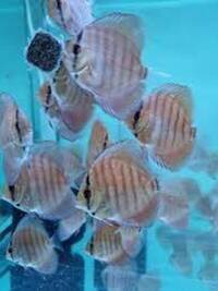 DISCUS FISH