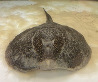 SOLD - Female Pearl Stingray for sale