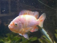 White/Orange Tilapia