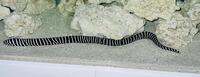 Zebra moral eel marine