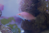 Pink-Streaked Pygmy Wrasse, male (?) £20