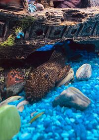 Bristlenose plec for sale