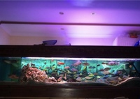 Large 9ftX2ftX3ft fully setup aquarium for sale