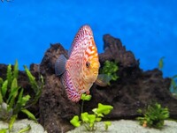 10 Stendker Discus for tropical fish tank aquarium