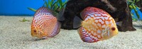 10 Stendker Discus for tropical fish tank aquarium