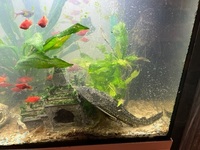2 Common Plecos - free to a good home - near Skipton North Yorkshire