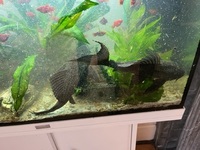 2 Common Plecos - free to a good home - near Skipton North Yorkshire