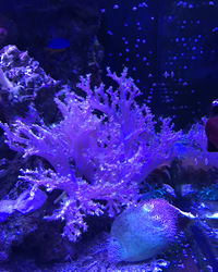 Marine Tank and full set up((Corals and fishes)£1650