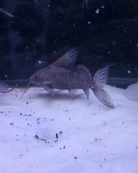 Featherfin Synodontis Catfish - 12-15cm (x6) - £40 FOR ALL