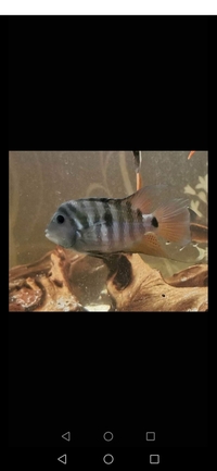Tropical fish