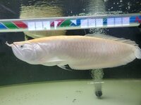 ALL NOW SOLD ALBINO AROWANA, BASS & SHBRTG ASIAN AROWANA