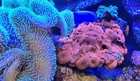 Corals - Anemones, Mushrooms, Toadstools, Kenyas